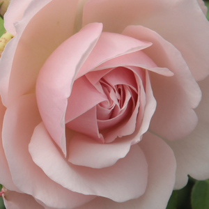 Поръчка на рози - Английски рози - розов - Pоза Аусуит - среден аромат - Дейвид Чарлз Хеншой Остин - Цъвти през цялото лято.Има благороден аромат.